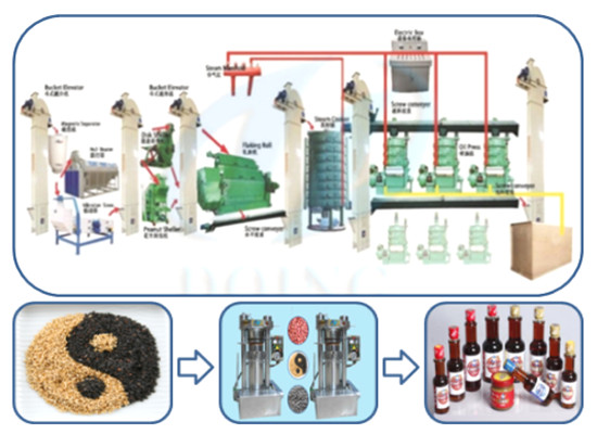 Sesame oil production 