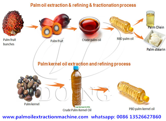 An overview of palm oil and palm kernel oil production process